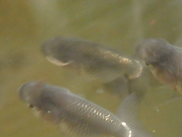f0334143_8502512.jpg