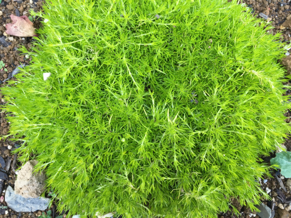アイリッシュモスの小さな花 My Small Garden Sugar Plum