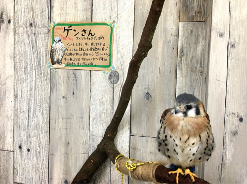 ふくろうカフェFuku×Fuku_e0292546_03374374.jpg