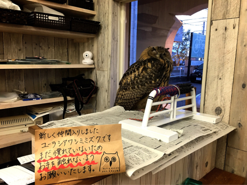 ふくろうカフェFuku×Fuku_e0292546_03435633.jpg