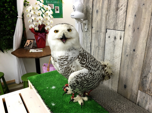 ふくろうカフェFuku×Fuku_e0292546_04041482.jpg