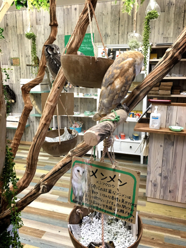ふくろうカフェFuku×Fuku_e0292546_04041509.jpg