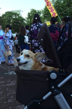 護国神社祭_f0045846_16501047.jpg