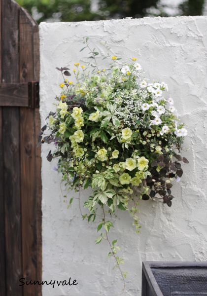 ペチュニアのハンギング さにべるスタッフblog Sunny Day S Garden ペチュニアのハンギング さにべるスタッフblog Sunny Day S Garden