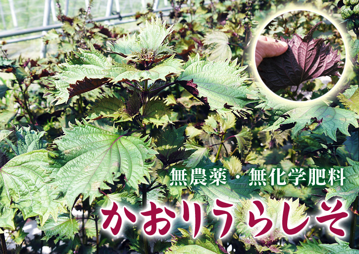 七城米 長尾農園 苗箱作り~美しすぎる苗床 惜しまぬ手間ひまで至高のお米を育てます(前編)_a0254656_18181255.jpg