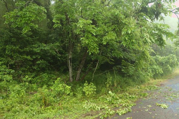 小雨降る朝、森の動物は･･･_c0294658_07222305.jpg