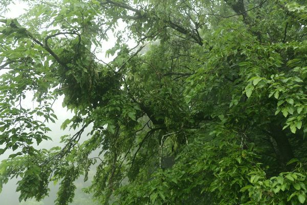 小雨降る朝、森の動物は･･･_c0294658_07245738.jpg