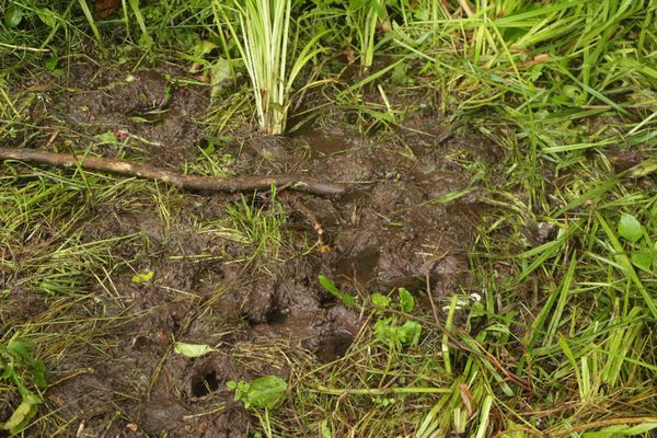 小雨降る朝、森の動物は･･･_c0294658_07274153.jpg