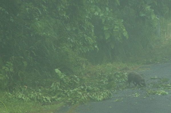 小雨降る朝、森の動物は･･･_c0294658_07283308.jpg