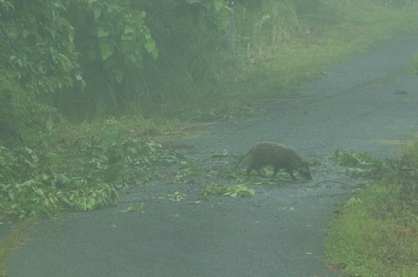 小雨降る朝、森の動物は･･･_c0294658_07375270.jpg