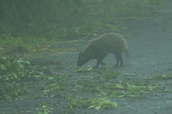 小雨降る朝、森の動物は･･･_c0294658_07391814.jpg