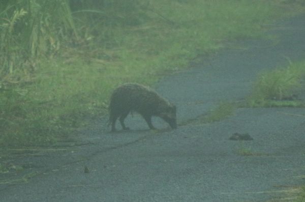 小雨降る朝、森の動物は･･･_c0294658_07413320.jpg