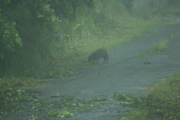 小雨降る朝、森の動物は･･･_c0294658_07414951.jpg