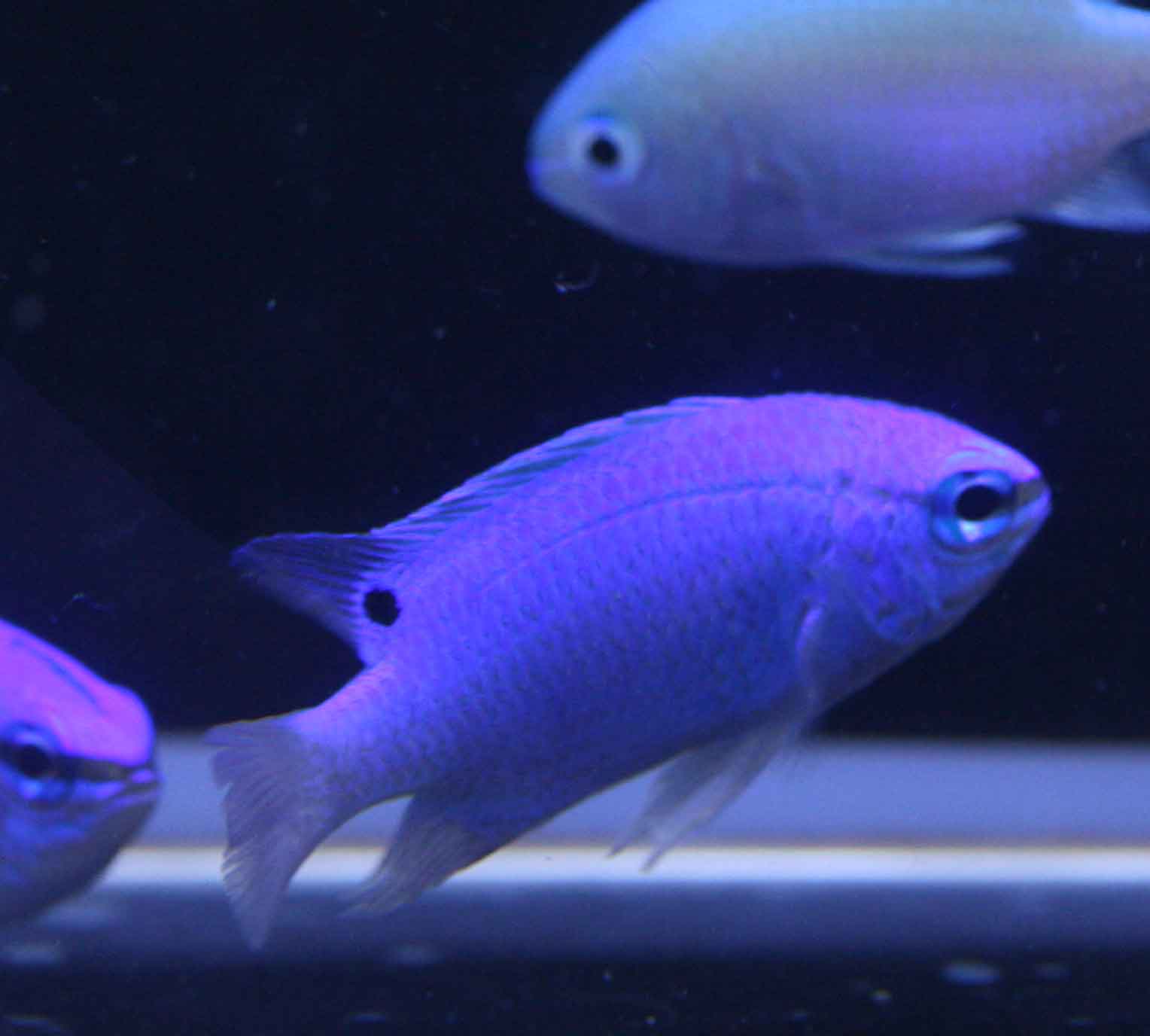 ビーボックスアクアリウム松戸店 海水魚 サンゴ情報 ビーボックスアクアリウム松戸店 海水魚 サンゴ情報