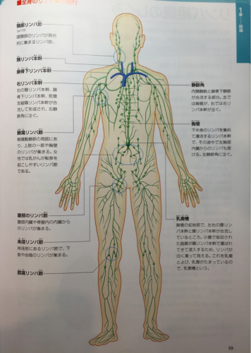 マニュアルリンパドレナージ(MLD)の施術料金について_b0328361_23494915.jpg