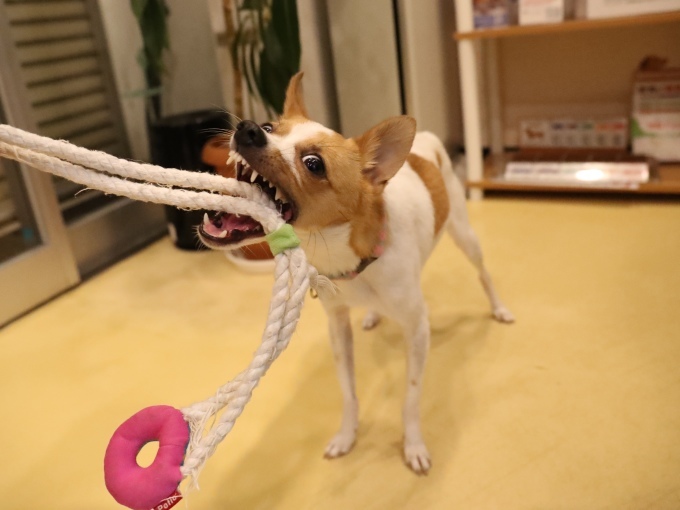 7月の家庭犬しつけオリエンテーション_b0287468_23514250.jpg