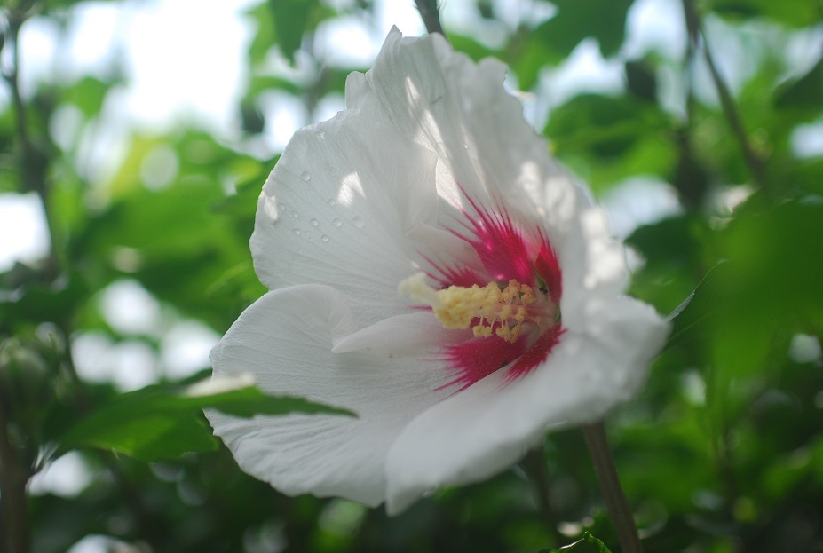 木槿咲く庭_c0187781_00522673.jpg