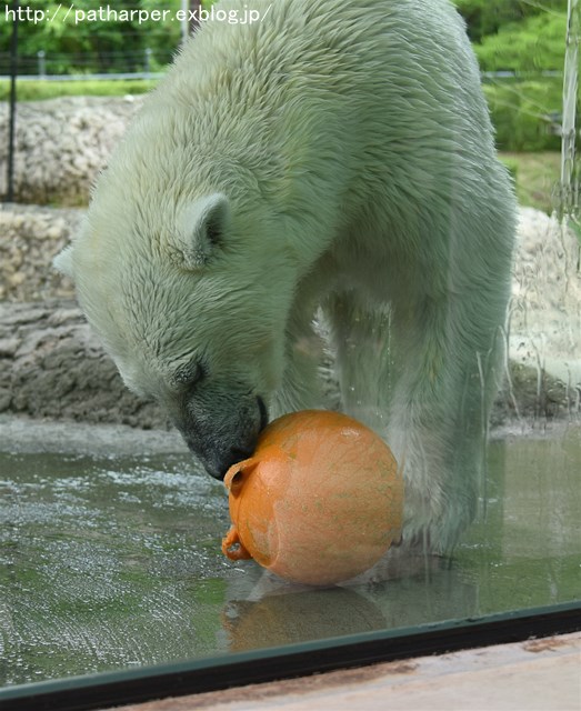 ２０１６年６月　とくしま動物園　その１　ポロロ、施設プチ破壊_a0052986_731264.jpg