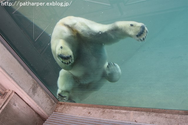 ２０１６年６月　とくしま動物園　その１　ポロロ、施設プチ破壊_a0052986_7382013.jpg