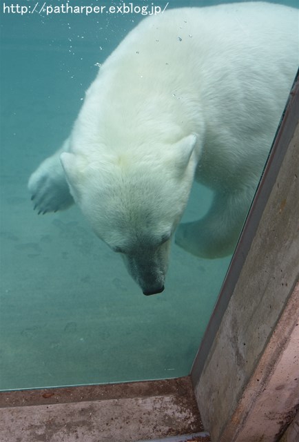 ２０１６年６月　とくしま動物園　その１　ポロロ、施設プチ破壊_a0052986_738321.jpg