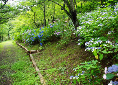 花と山野草/あじさい公園(6月)_b0123486_1218288.jpg