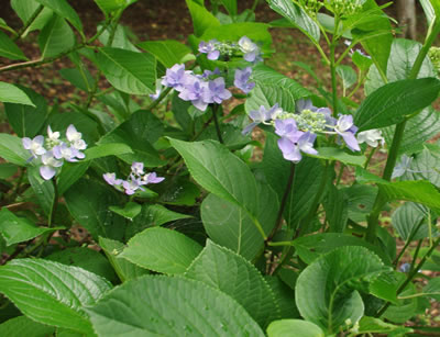 花と山野草/あじさい公園(6月)_b0123486_16252555.jpg