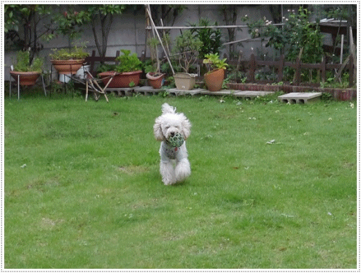 b0175688_20334345.gif