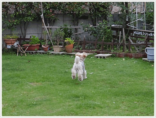 b0175688_20334738.gif