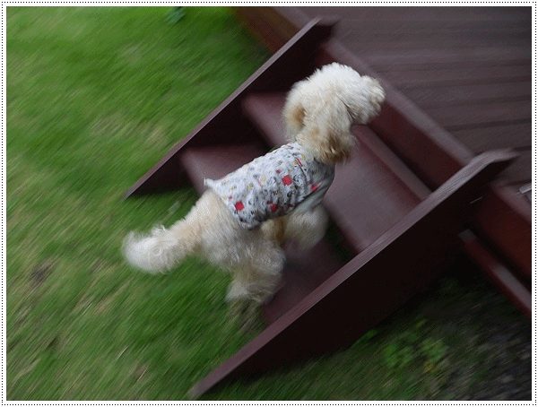 b0175688_20335041.gif
