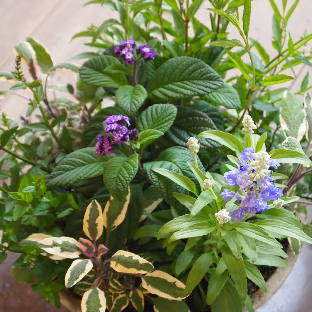 ハーブとお花の寄せ植え_a0292194_19133326.jpg
