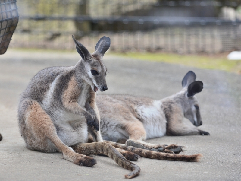 シマオイワワラビーと隣の動物_a0164204_13231640.jpg