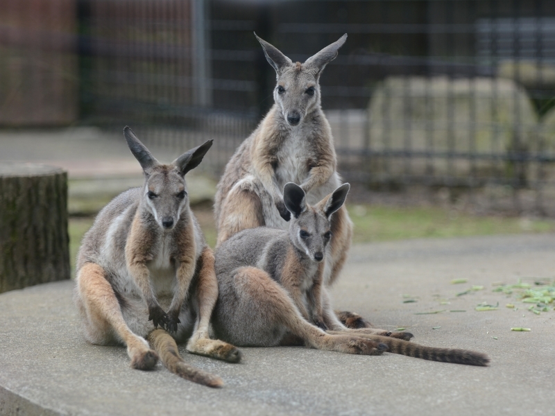 シマオイワワラビーと隣の動物_a0164204_13330516.jpg