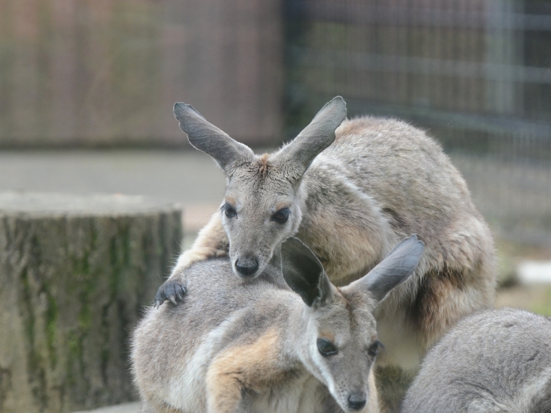 シマオイワワラビーと隣の動物_a0164204_13370983.jpg