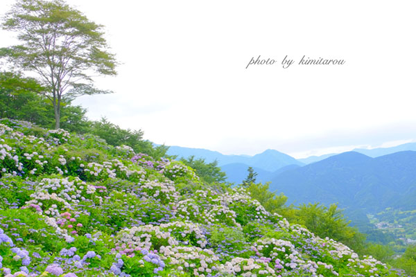 うつぶな公園の紫陽花 山梨県南巨摩郡南部町 Photographie De La Couleur うつぶな公園の紫陽花 山梨県南巨摩郡南部町 Photographie De La Couleur
