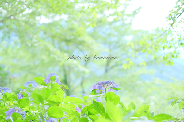うつぶな公園の紫陽花 山梨県南巨摩郡南部町 Photographie De La Couleur うつぶな公園の紫陽花 山梨県南巨摩郡南部町 Photographie De La Couleur