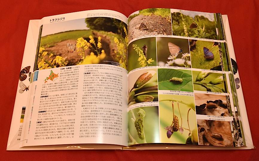 最近買った虫の本6(2016年6月24日) _d0303129_11181047.jpg