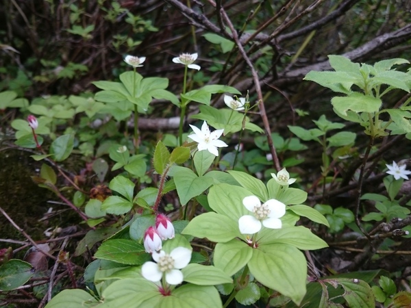 小遠見山の藪のなか_f0224736_16545520.jpg