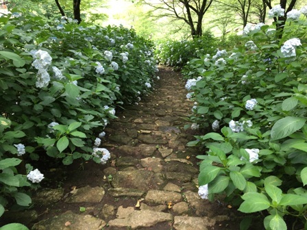 ダイアリー　６月下旬の七沢森林公園_b0330040_21555381.jpg