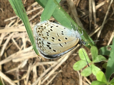 ダイアリー　６月下旬の七沢森林公園_b0330040_22085604.jpg