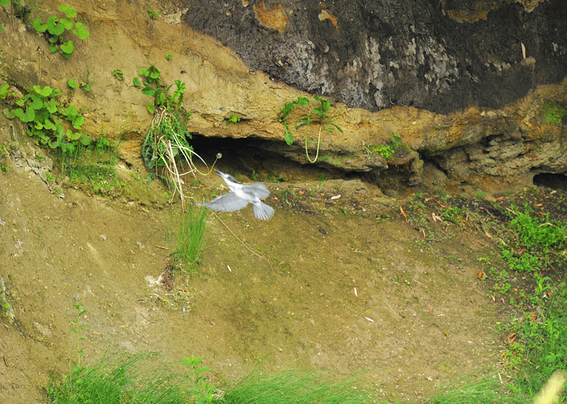 d0290240_10375502.gif