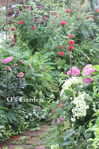 O\'s Garden　便り　No.　91　♪_d0241945_19480823.jpg