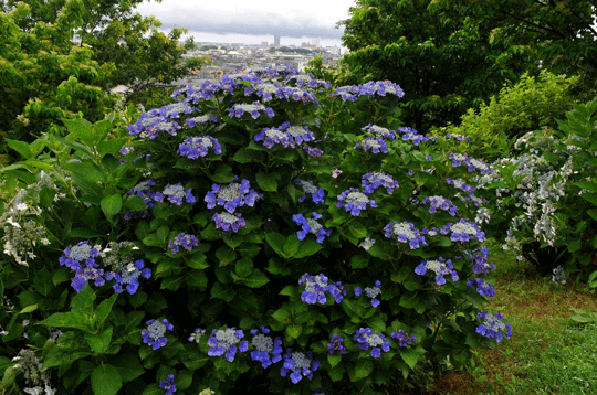 c0093046_8294386.gif