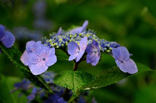 c0093046_8301498.gif