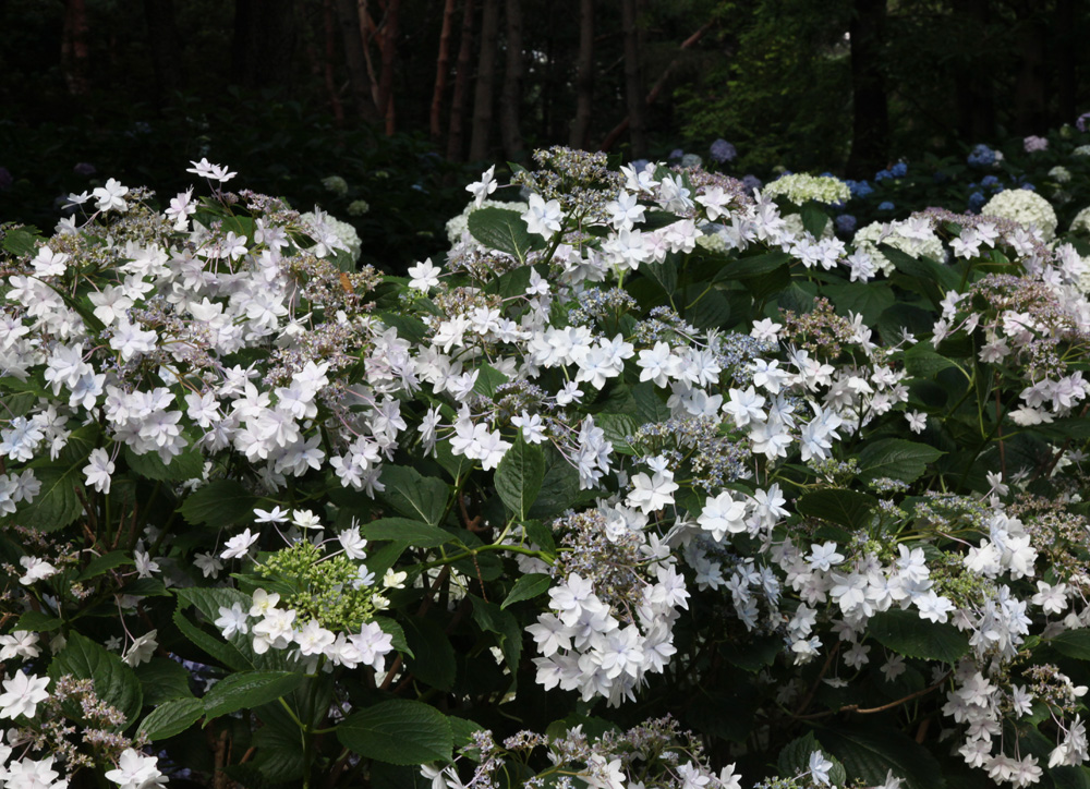 大阪　長居植物園　紫陽花_c0108146_2136484.jpg