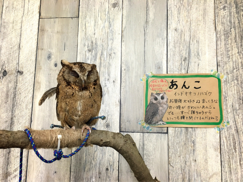 ふくろうカフェFuku×Fuku_e0292546_00354466.jpg