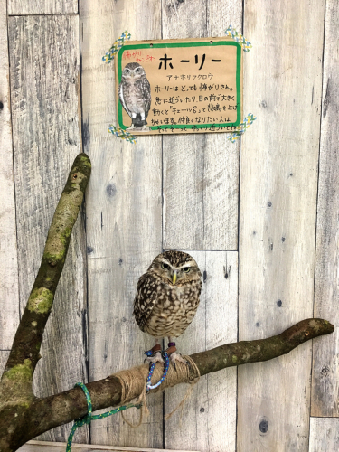 ふくろうカフェFuku×Fuku_e0292546_00354523.jpg