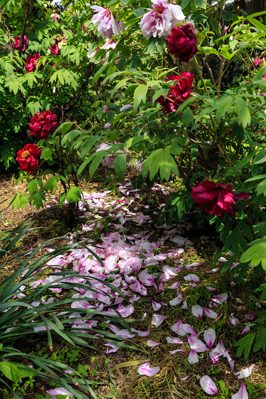 春の花咲く石光寺_f0155048_22152479.jpg