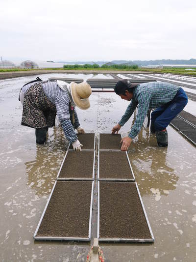 七城米 長尾農園 苗箱作り~美しすぎる苗床 惜しまぬ手間ひまで至高のお米を育てます(後編)_a0254656_16455892.jpg
