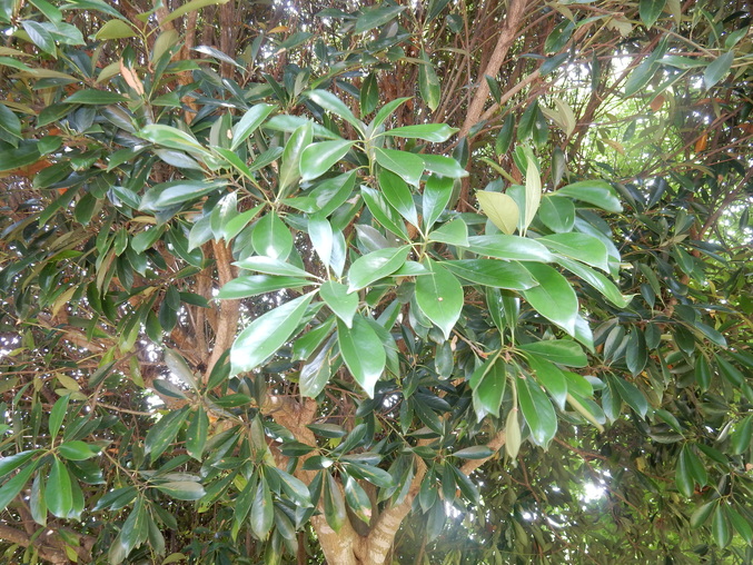 ’16,6,25(土)こんな荒梅雨の日には・・・?_f0060461_1125418.jpg