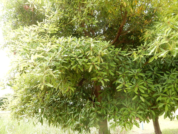 ’16,6,25(土)こんな荒梅雨の日には・・・?_f0060461_11421498.jpg